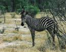 youngzebra.jpg