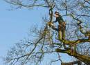 038Oakpruning130208.jpg