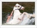 Appleby_Horse_Fair_1586.jpg