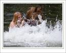 Appleby_Horse_Fair_1614.jpg