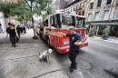Dalmatian_Fireman_8x5.jpg