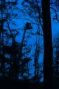 Tree_Climbing_007.jpg