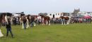 Young_Horseperson_800.jpg