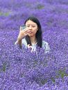 cotswold_lavender_038a.jpg