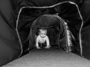 day_82_tunnel.jpg