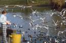 gulls.jpg
