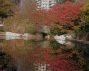 004_POND_on_WEST_1st_EDIT_-_ADJUST_-_VARIOUS_TOOLS_with_V_C_PEEP_HOLE.jpg