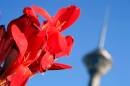 2010_06_19Arash_Taghikhani0110.jpg