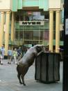 559_Porky_at_Myers-_Rundle_Mall.JPG