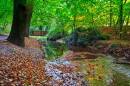 Autumn_Stream_2.jpg