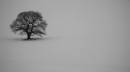 BILLS_TREE_1SMALL.jpg