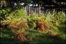 BRACKEN_.jpg