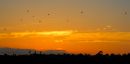 Balloons_in_the_Sunset_DSC_9205.jpg