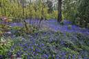 Bluebells.jpg