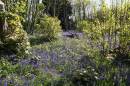 Bluebells_2.jpg