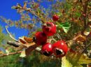 Copy_of_IMG_2696.JPG
