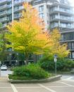 DSC03962_HUE_SATURATION_VIBRANCE_FAN_BOX_COLORS_and_VALUES_.jpg