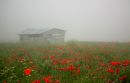 DSCF006444.jpg