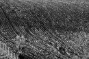 Field_1_edited-1.jpg