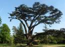 Forty_Hall_Cedar_of_Lebanon.JPG