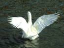 GOOSE_WINGS_1.jpg