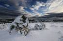 Gorse_bush_in_snow_Dartmoor.jpg