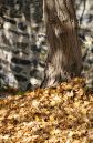 IMG_7292b.jpg