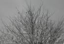 Jan26-02_birds.jpg