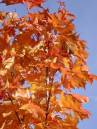 Maple_in_Autumn.jpg
