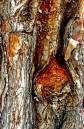 PeelBark.jpg