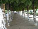 Plane-trees-w.jpg