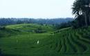 Rice_Field_2.jpg