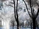 Snow_in_winter.jpg