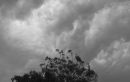 Storm_.jpg