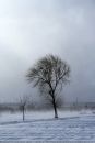 TREE16.jpg
