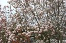 Test_712_a_PROGRAM_NATURAL_ISO_-_400_AUTO_EV_0_G_S_V_F_VALUE_9_C.jpg