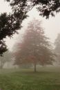 Test_950_PROGRAM_NORMAL_-_White_Umbrella_Exposure_plus_Color_Choice_plus_W_B_C1.jpg