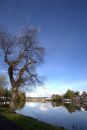 Tree_at_River_Bann_800.jpg