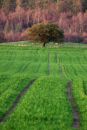 Tree_in_Field_edited-1.jpg