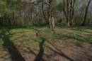 Trees_Shadows.jpg