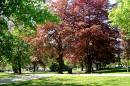 Trees_at_Vic_Park.jpg