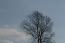 Treetop.jpg