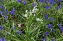 White_Bluebells.jpg