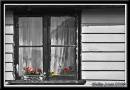 Window1.jpg
