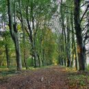 grovely_wood_small.jpg