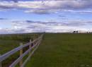 infinate_horse_field.jpg