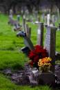 red_roses_grave_sml.jpg