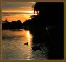 swans_at_sunset.jpg