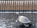 thirsty_tortoise.jpg