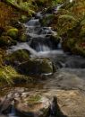 wwodland_stream.jpg